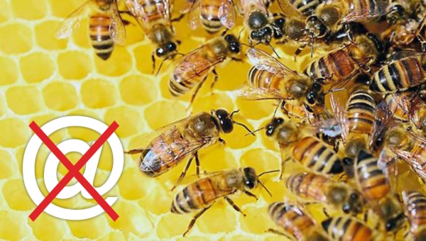 Warnung: Bezug von Bienen über das Internet